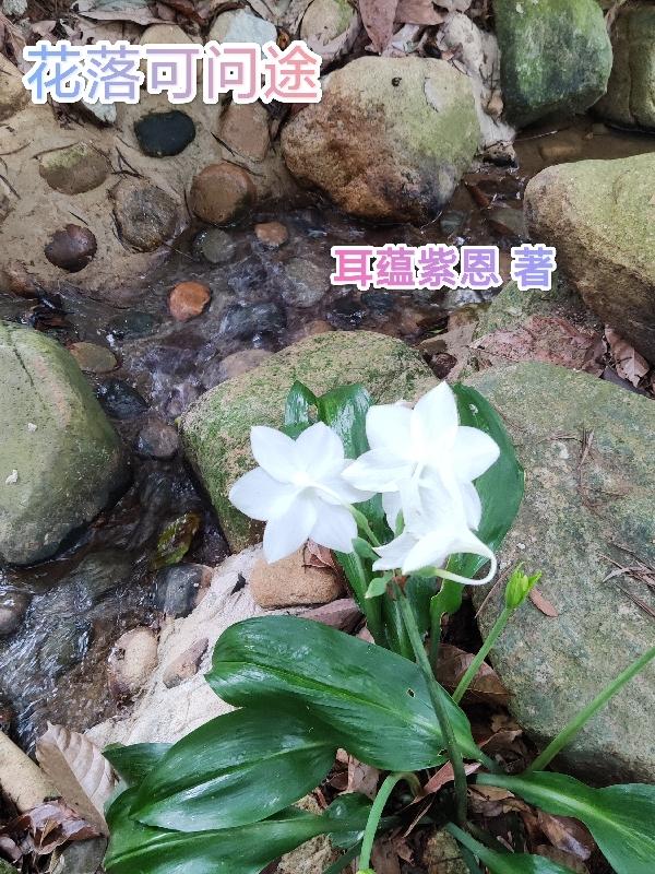 花落可问途